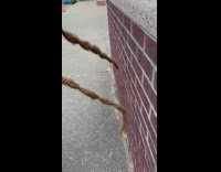 Woman long hair lag in real life