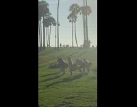 Five girls black shorts dance choreography grass 