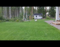 Small white dog plays with toy ball 