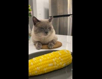 Grey Siamese cat on table with corn