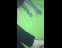 Collab Clips mpugc - Black dog paw handshake green bed