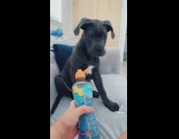 Dog swats down bottle when owner squeezes it.