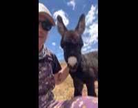 Woman shows baby donkey with bowl cut
