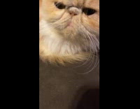 Submitter shows cat sitting with teary eyes