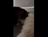 Cat licks other cat face gets sleepy