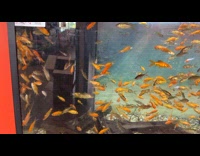 Most goldfish in fish tank dont move