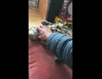 Man scratch belly of cat on pillow