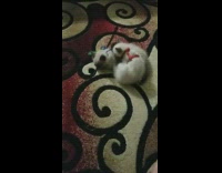 Grey white kitten cat red harness rug