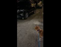Dog scared and trembling seeing stray cat