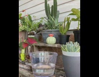 Girl puts potted plants in water container 