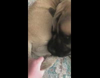 Large brown dog laying down bites tail 