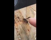 Guy finger touch wasp on wooden wall