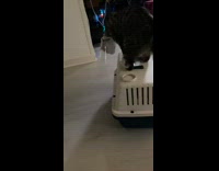 Cat wearing cone falls off pet carrier 