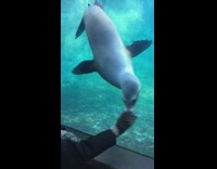 Sea lion in aquarium follow hedgehog mitten