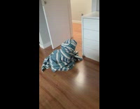 Collab Pets For All - Dog wrapped in blue towel sits down