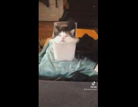 Cat sitting in plastic container compilation