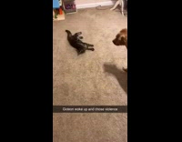 Brown dog and cat play fighting on carpet 