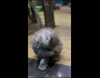 Fluffy gray cat licks and scratch face