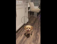 Small dog uses filter that makes its eyes big 