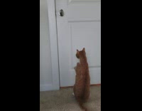Orange cat sits upright begs white door 