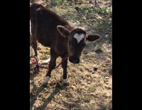 Tiny cow has heart on its head 