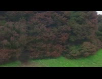 Collab DailyDoseOfInternet - Guy walks through gap in tree roots 