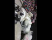 White and Grey Dog Sleeps on Back On White Carpet