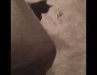 Black cat plays with fidget spinner 