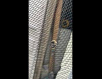 Bee confused and deposits pollen on the net