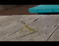 Praying Mantis on table flies towards filmer