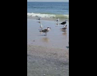 Seagull birds beach shore sand silver fish 
