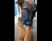 Collab Clips MPUGC - Woman playing with her puppy