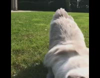white cat running towards camera slomo