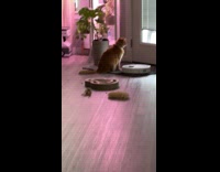 Cat getting mad at roomba