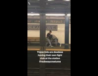 these kids are dead ass having their own fight club at the station