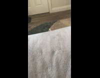 Kitten blue vest fall from bed voluntarily