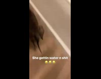 Guy yells at dog whos supposed to be watching baby 