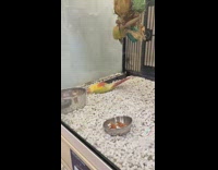 Parrot bird in cage sleeping on its back playing dead 