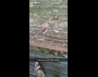 Snail spin and moves shell