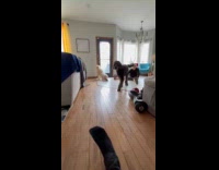Dog plays inside house runs over owner