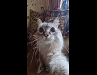 Grey cat on chair jump to the filmer