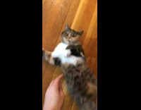 Brown white grey cat lays wood floor 