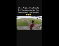 Unleashed brown dog tries to attack small dog 