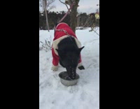 black dog in red coat drinks water out of bowl in the snow 