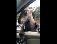 Girls get scared by goat car window 
