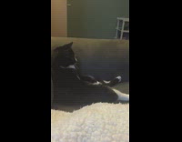 [Third Party] black cat sitting upright  on sofa yawning 