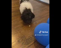 Dog scared of balloons eats treats