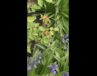 Two bees fight over blue bellflower garden