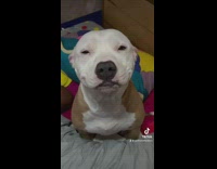 Pitbull dog staring at camera and smiling