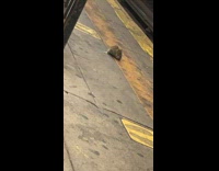 Big rat eating a smaller rat at subway station